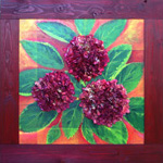 Hortensia's (rood)