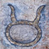 Schelpen 8